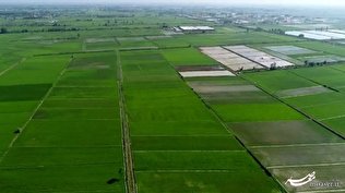 ۱۱ هزار هکتار از مزارع لرستان یکپارچه‌سازی شد
