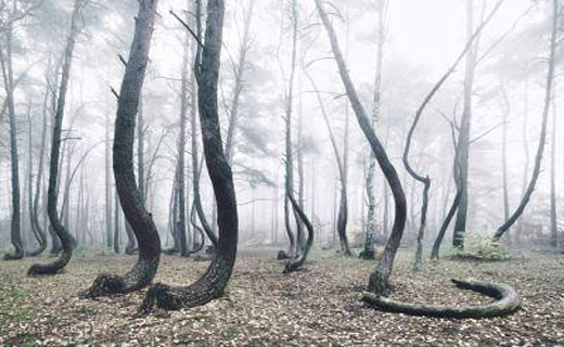 جنگلی با درختان عجیب و مرموز