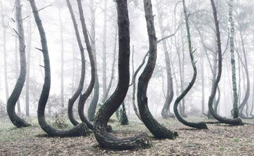 جنگلی با درختان عجیب و مرموز