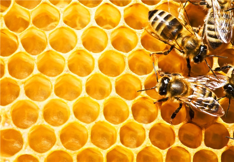 عمر پرورش زنبور عسل چند سال است؟