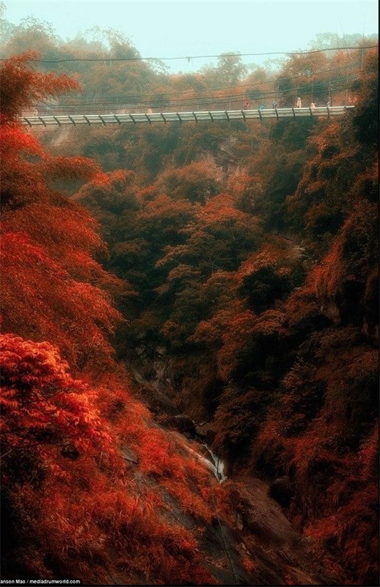 پل معلق شیشه‌ای زیبا در تایوان در ارتفاع 50 متری + تصاویر
