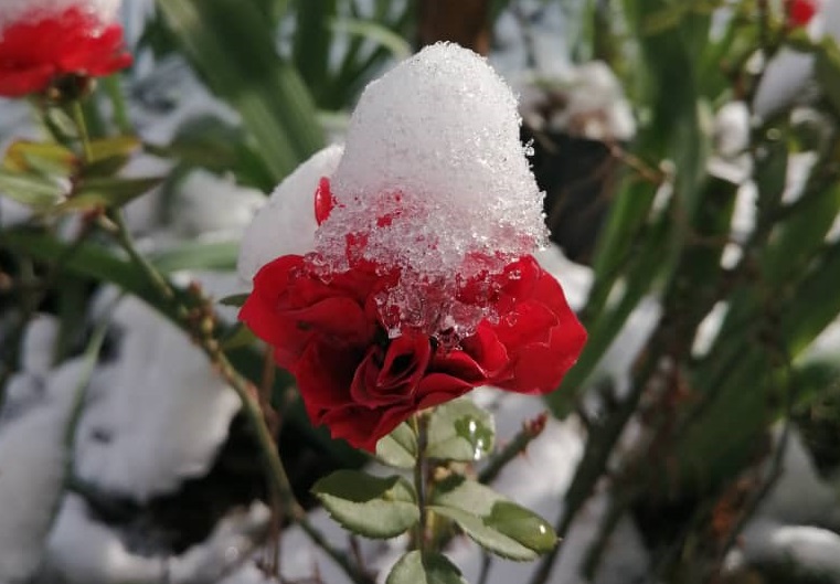 گل‌های سرخ پوشیده از برف زمستانی