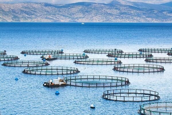 افتتاح بزرگترین مزرعه پرورش ماهی در قفس خاورمیانه در قشم