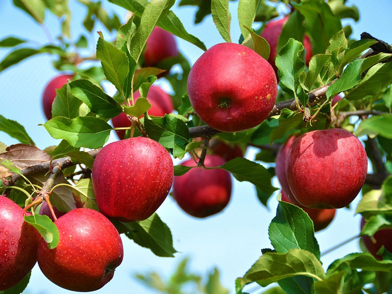 صادرات سیب درختی مراغه به خارج از کشور دو برابر افزایش یافته است
