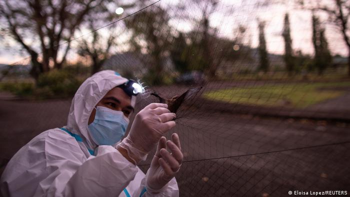 کرونا دانشمندان فیلیپینی را شکارچی خفاش کرد