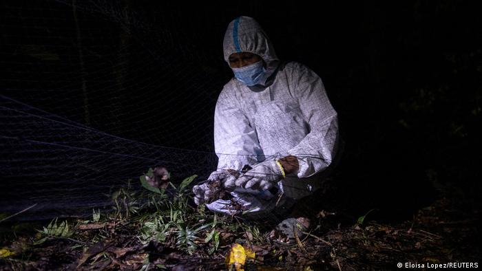 کرونا دانشمندان فیلیپینی را شکارچی خفاش کرد