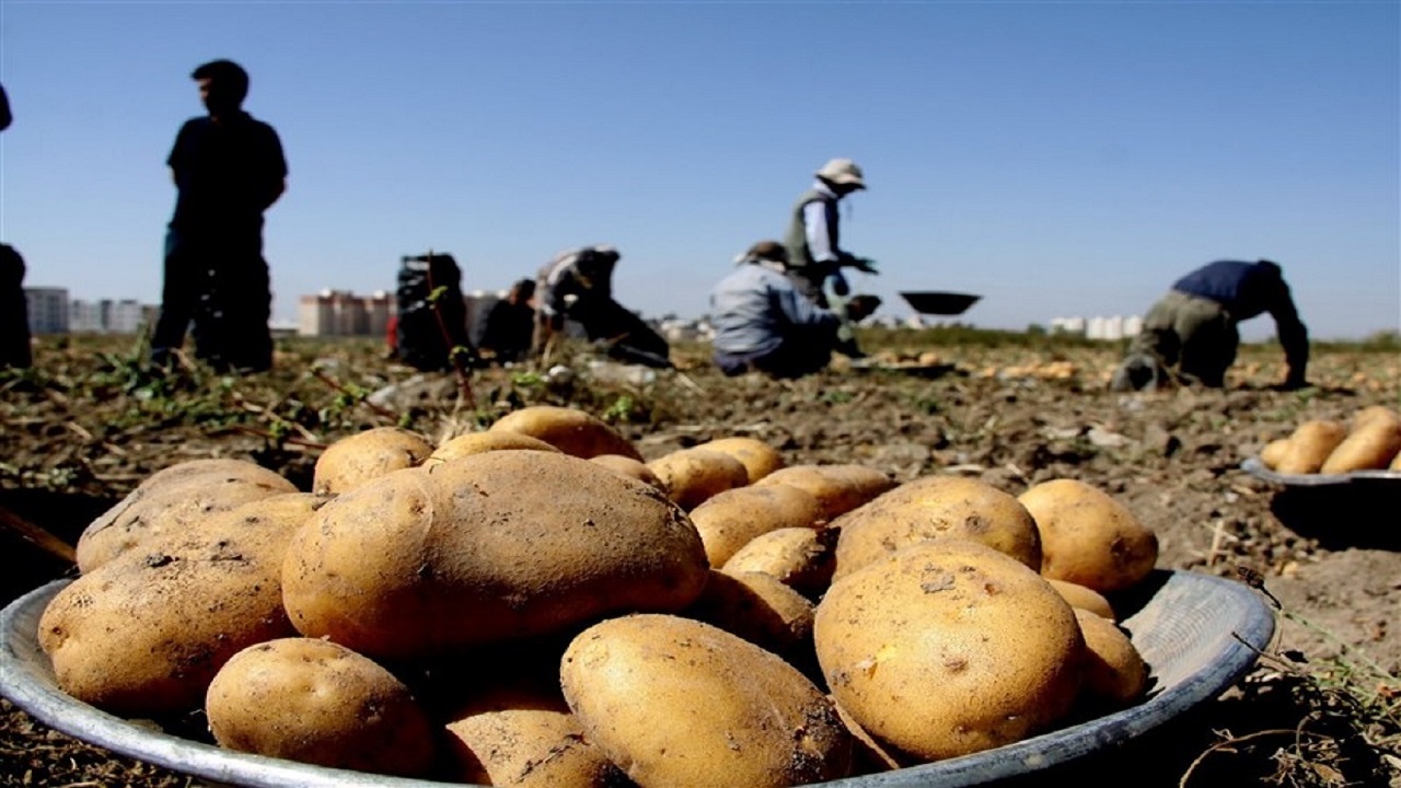توزیع هوشمند سیب زمینی و برنج خارجی تنظیم بازار