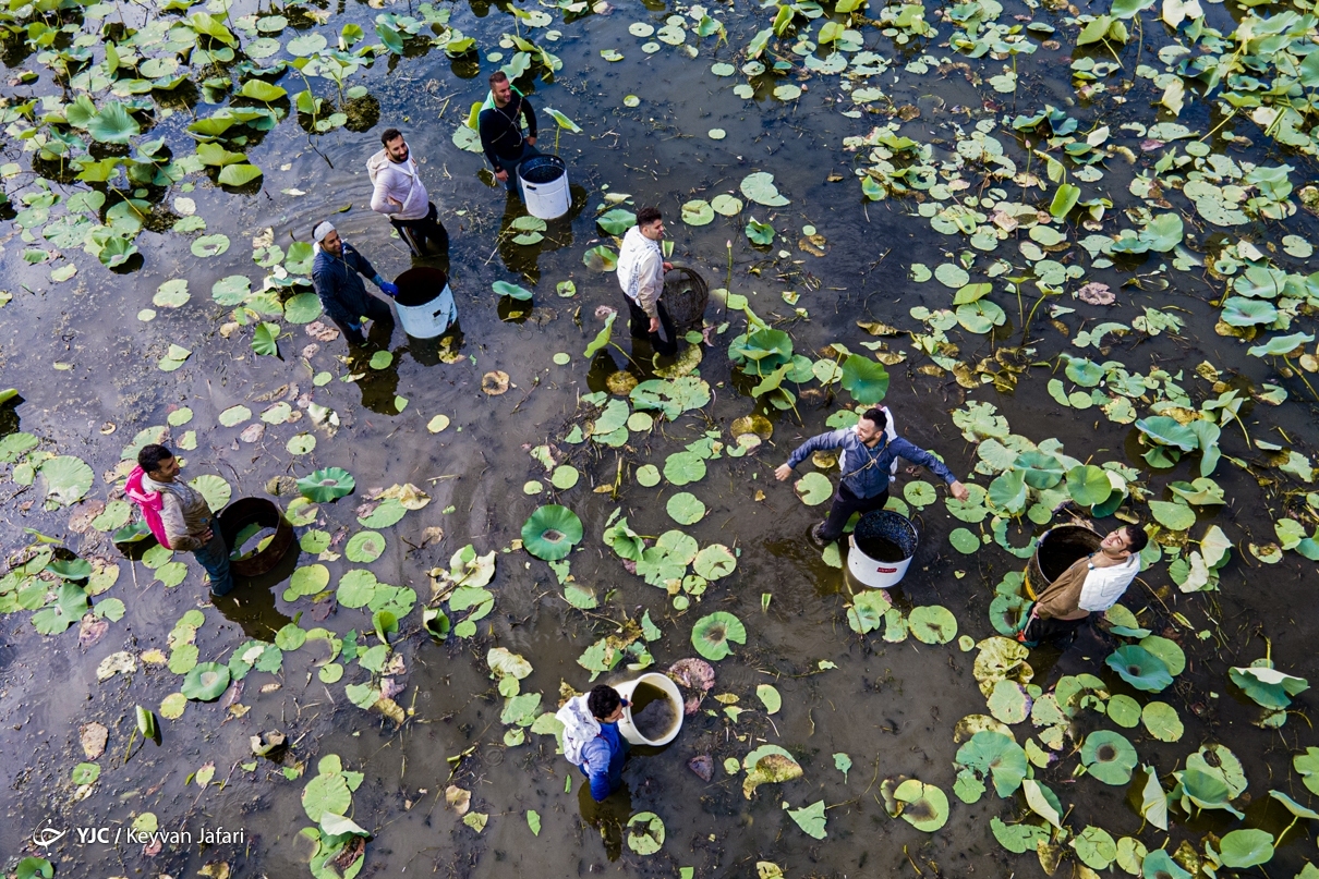 تصاویر | قرق شکنی ماهیگیری سنتی در آب‌بندان رودبست