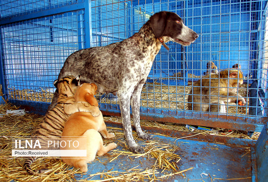 دوستی بین حیوانات