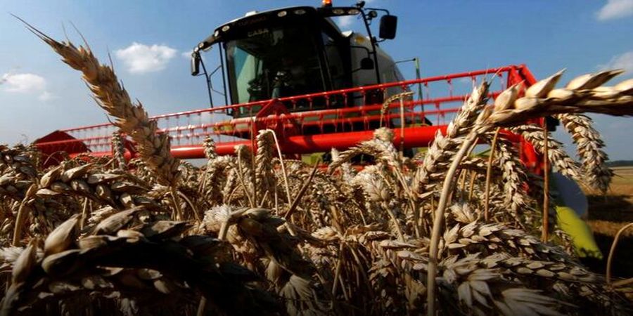 نیاز ایران به واردات هشت میلیون تن گندم