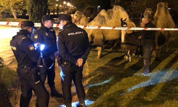 یک لاما و هشت شتر در مادرید دستگیری شدند