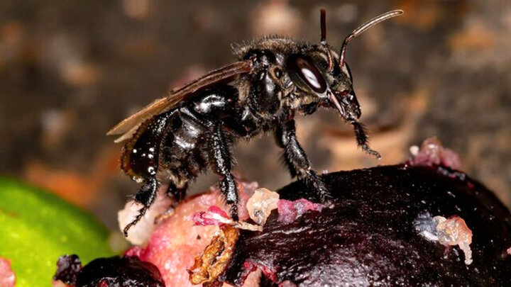 زنبور گوشت خوار|زنبوری که به جای شهد گوشت می‌خورد