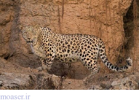 گربه‌سان ایرانی در معرض خطر انقراض