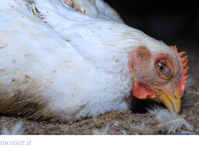 بهداشت: هشدار ابتلا به آنفلوآنزای پرندگان