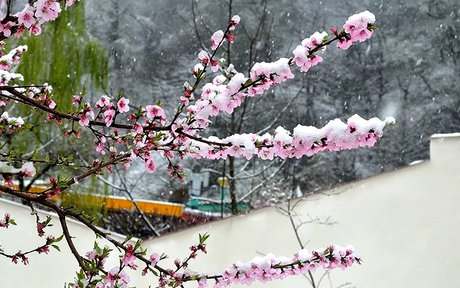 بارش برف بهاری در آذربایجان غربی