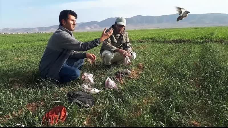 فارس/دستگیری اتباع بیگانه شکارچی بلدرچین در شهرستان سرچهان