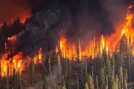 وقوع ۲۹ فقره آتش‌سوزی جنگلی در سال جاری