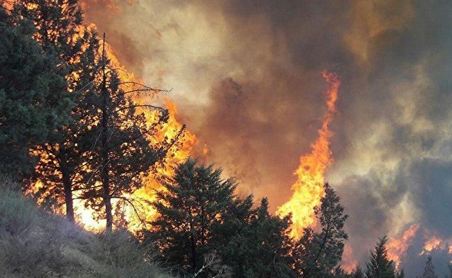 شمار قربانیان آتش سوزی جنگلی در ایالت هاوایی به ۸۰ نفر رسید