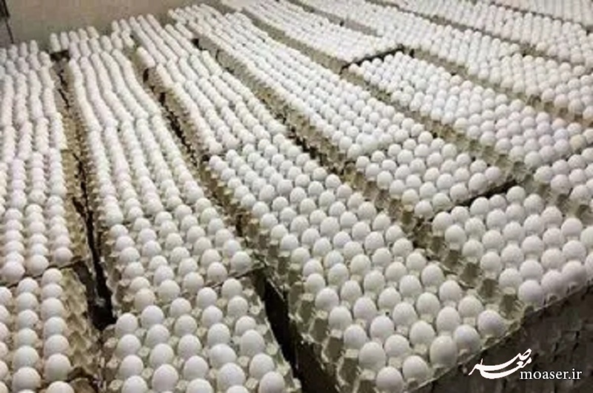 عرضه تخم‌مرغ پایین‌تر از نرخ مصوب / تخم مرغ ۵۰ درصد زیر قیمت واقعی فروخته می‌شود