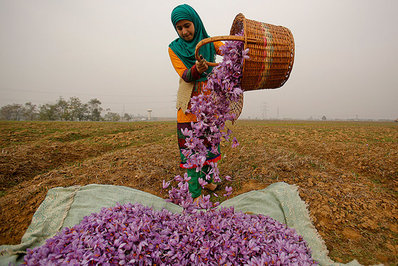 فصل برداشت زعفران در سرینگر هند (AP)