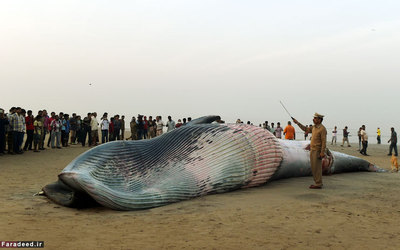 تماشای یک نهنگ بزرگ به گل نشسته در بمبئی