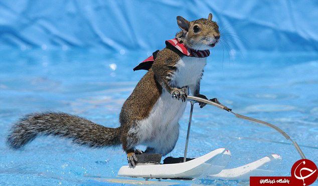 جذاب ترین تصاویر از اسکی روی آب حیوانات
