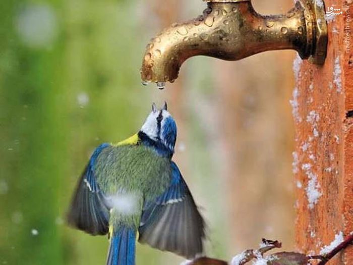 عکس/ صحنه‌ای دیدنی از آب خوردن یک پرنده