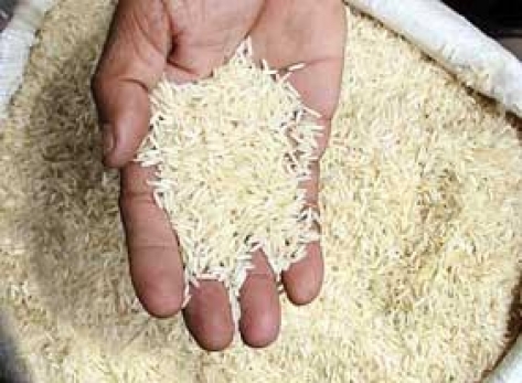 مقاومت در برابر خشکسالی، آب شور و باد و باران از ویژگی‌های برنج هسته‌ای