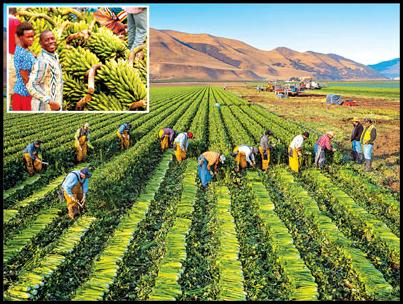 کشاورزی ایرانیان در برزیل آغاز شد