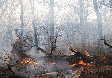 اطفای 22 فقره آتش‌سوزی در جنگل‌های گیلان در دو روز گذشته