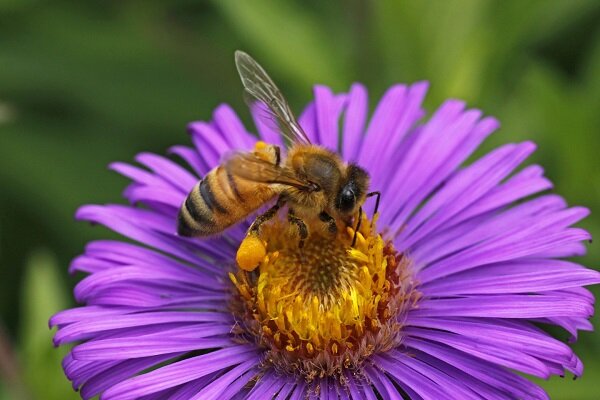 زنبورداران کشور، دفترچه زنبورداری دریافت کردند
