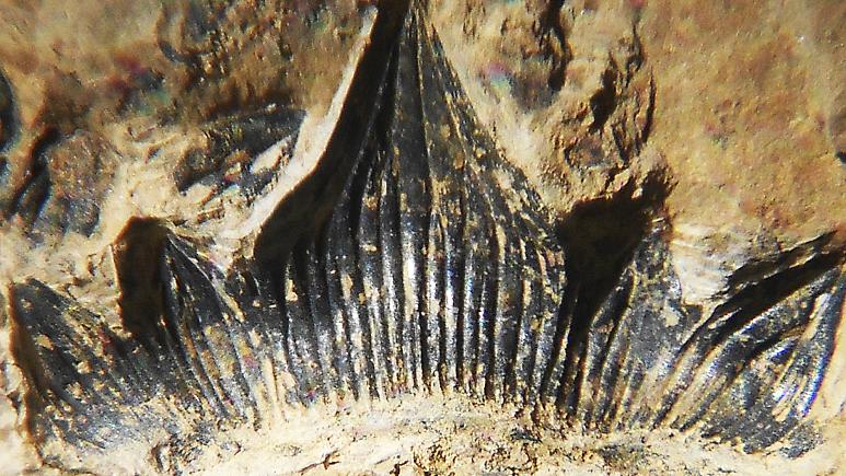 «کوسه گودزیلای» ۳۰۰ میلیون ساله کشف شده در نیومکزیکو نام رسمی پیدا کرد