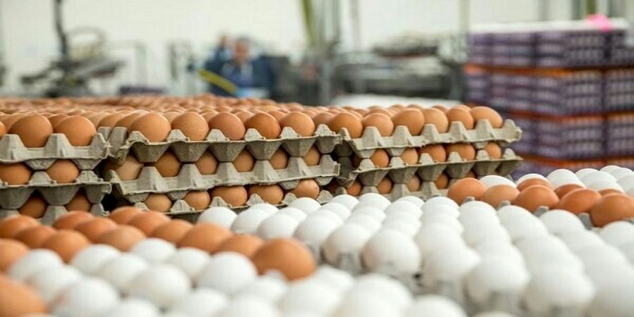 قیمت تخم مرغ امروز 6 دی 1400| تخم مرغ گران شد