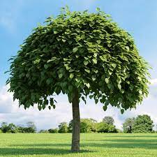پویش هر شهروند یک درخت با کاشت ۱۳ هزار اصل نهال