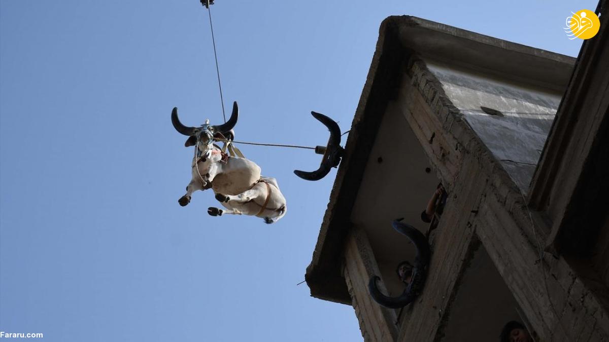 (تصاویر) پرورش گاوها روی پشت بام!