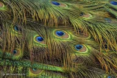 تصاویر | مزرعه پرورش طاووس - ساری