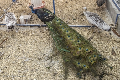 تصاویر | مزرعه پرورش طاووس - ساری
