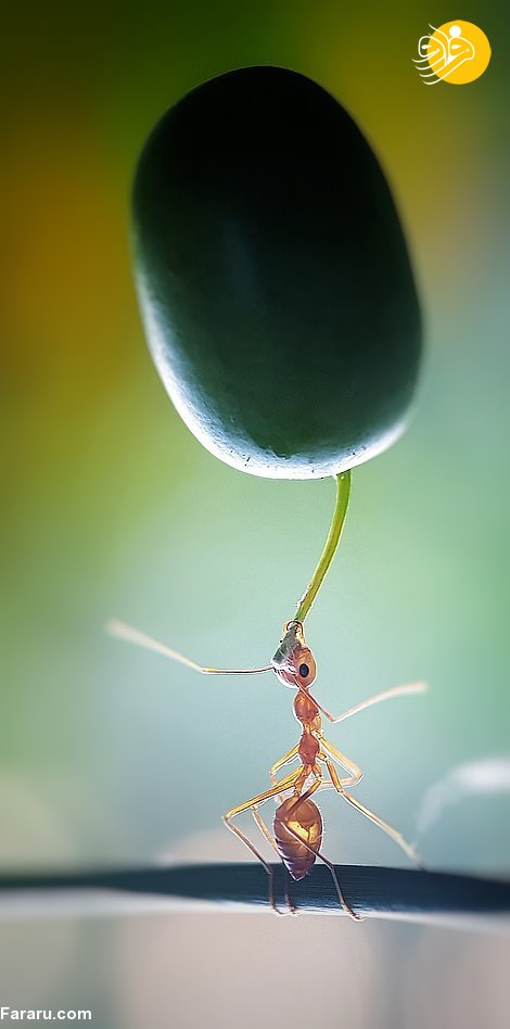 مورچه‌ها و قطرات آب؛ تصاویر گرفته شده با موبایل