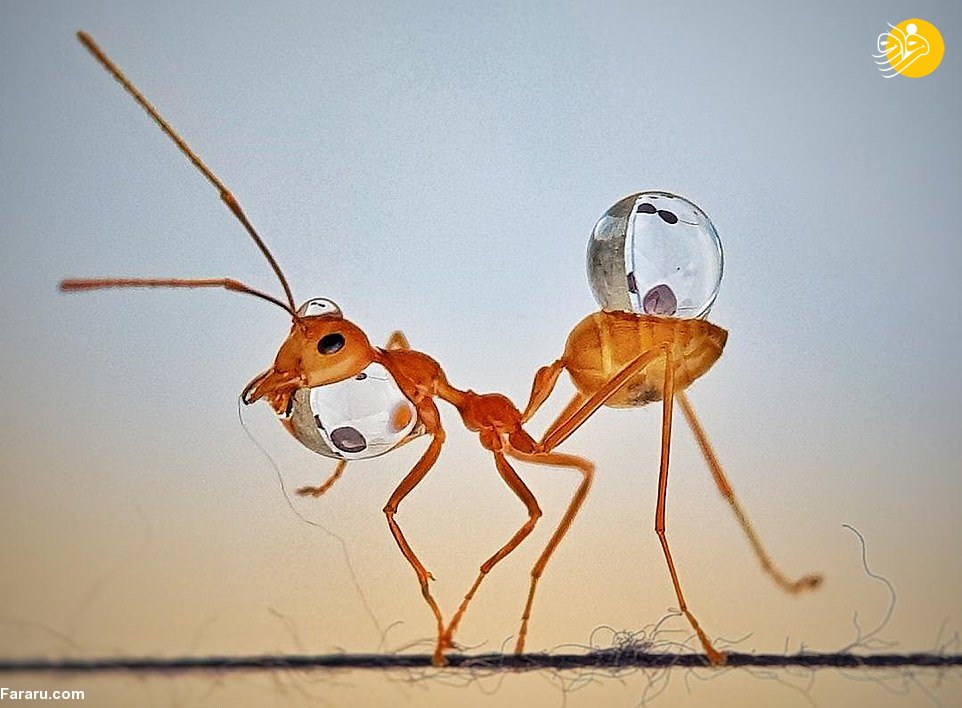 مورچه‌ها و قطرات آب؛ تصاویر گرفته شده با موبایل
