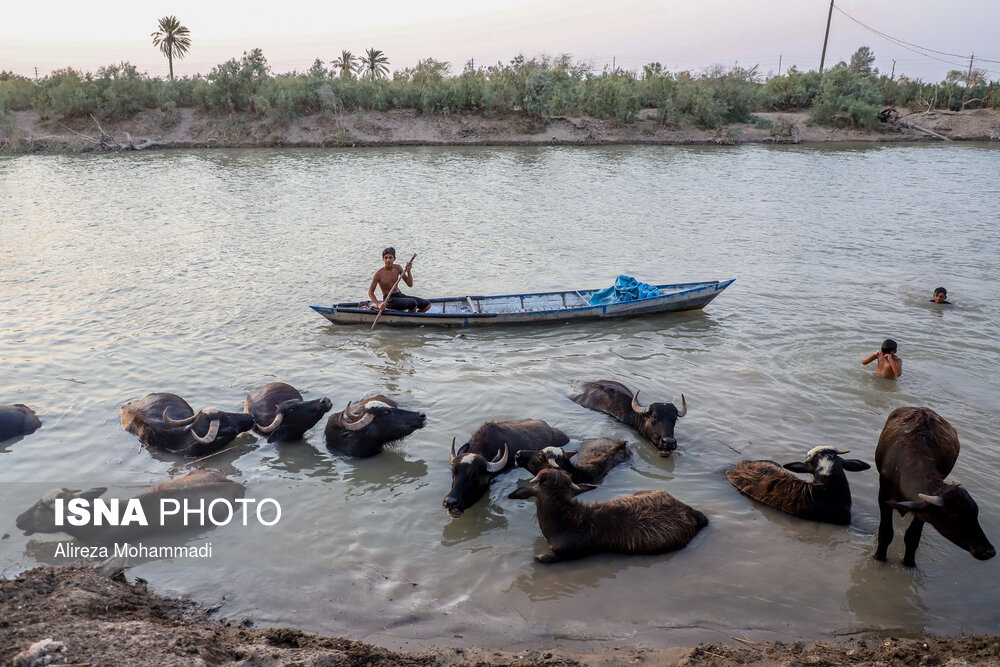تصاویر | رهاسازی آب سد کرخه، از سوسنگرد تا هورالعظیم