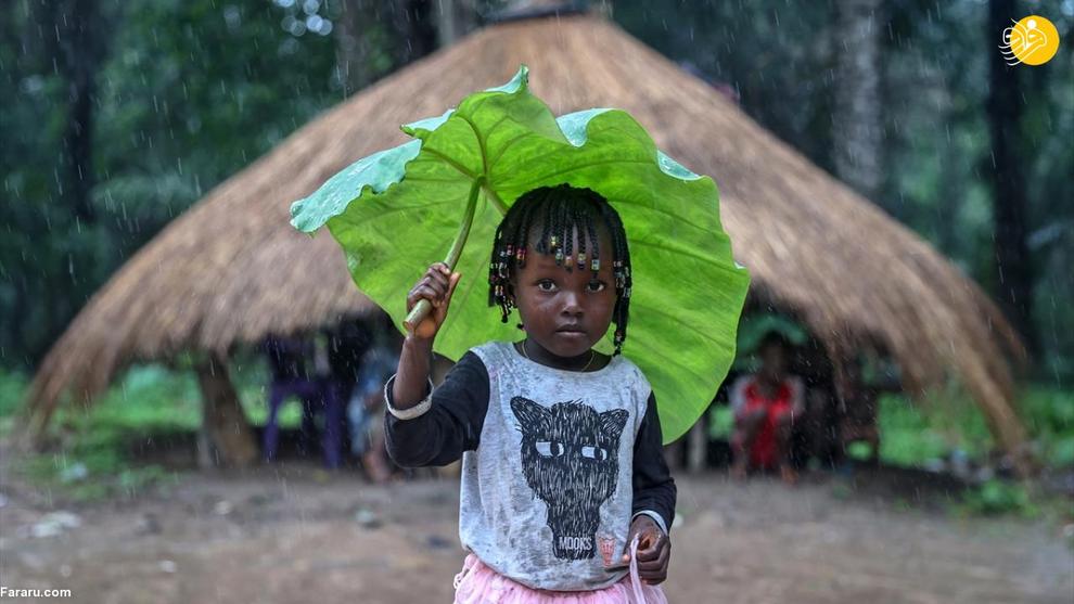 تصاویر | چتر طبیعی کودکان گینه‌ای هنگام بارش باران