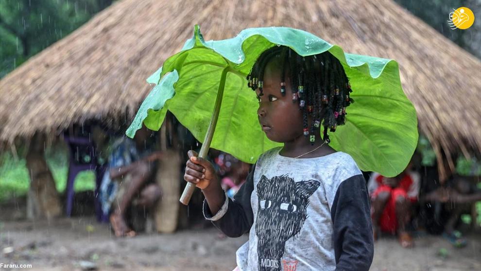 تصاویر | چتر طبیعی کودکان گینه‌ای هنگام بارش باران