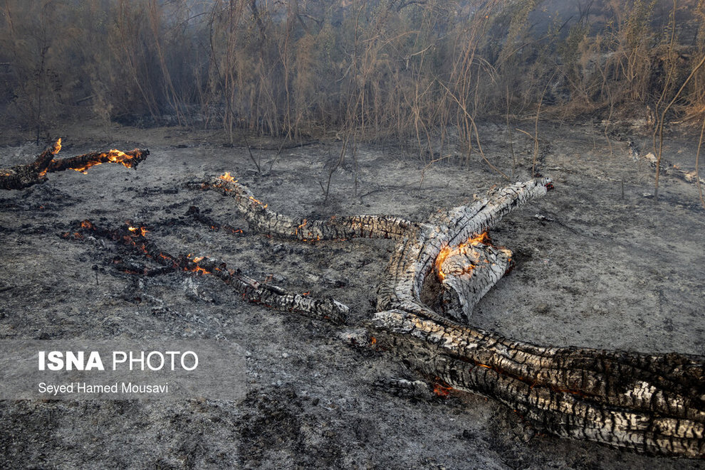 تصاویر | آتش سوزی در جنگل‌های کرخه و سایت گوزن زرد ایرانی