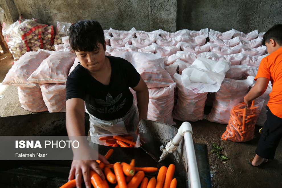 جمع‌آوری هویج‌های «کار‌گاه‌های هویج‌شویی» توسط مردم کم بضاعت