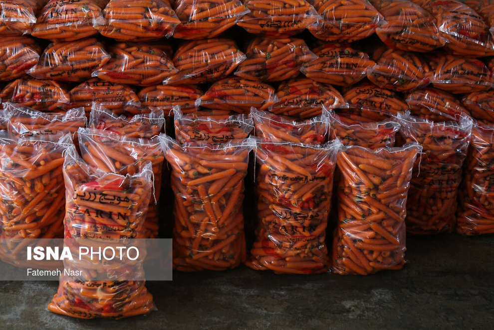 جمع‌آوری هویج‌های «کار‌گاه‌های هویج‌شویی» توسط مردم کم بضاعت