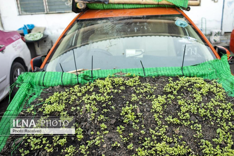 تاکسی‌هایی که باغ سبزیجات شدند