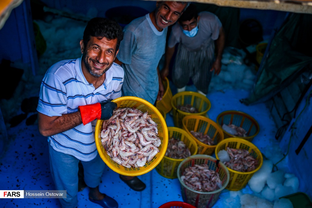 تصاویر | خرید و فروش میگو در اسکله بوشهر