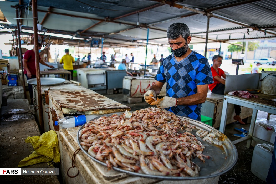 تصاویر | خرید و فروش میگو در اسکله بوشهر