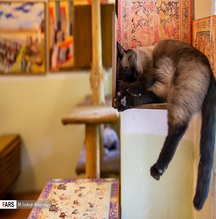 تصاویر | موزه ای برای گربه های ایرانی