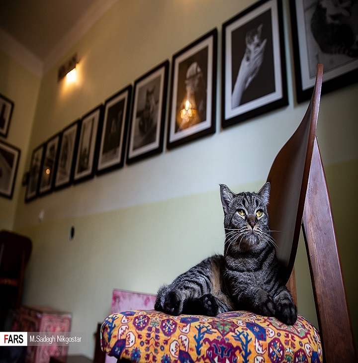 تصاویر | موزه ای برای گربه های ایرانی